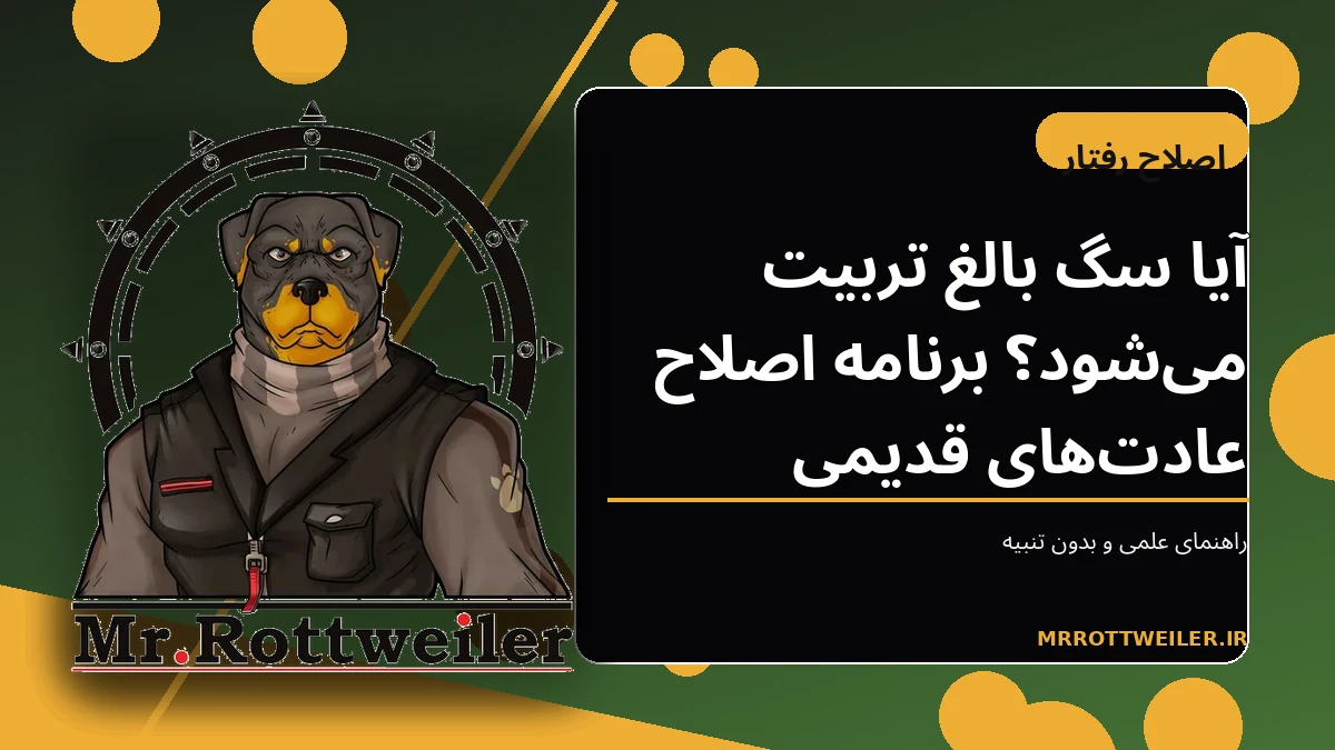 سگ بالغ در حال تمرین آرام و مثبت با مربی